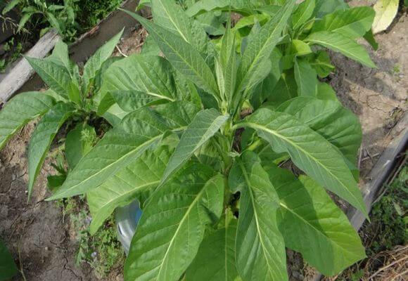 Выращиваем табак в домашних условиях пособие по выращиванию табака