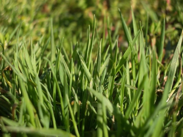Газонная трава для дачи