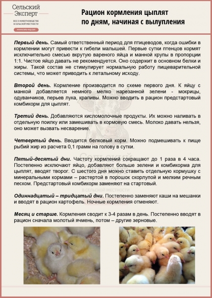 бройлеры выращивание в домашних условиях кормление рацион с первых дней жизни. Смотреть фото бройлеры выращивание в домашних условиях кормление рацион с первых дней жизни. Смотреть картинку бройлеры выращивание в домашних условиях кормление рацион с первых дней жизни. Картинка про бройлеры выращивание в домашних условиях кормление рацион с первых дней жизни. Фото бройлеры выращивание в домашних условиях кормление рацион с первых дней жизни