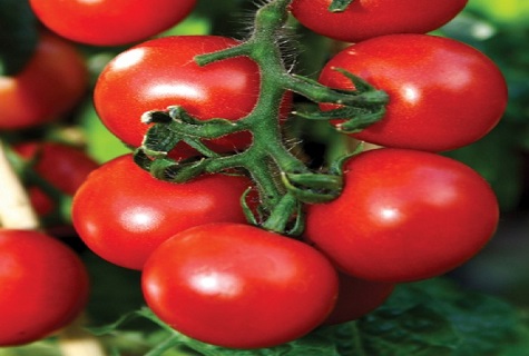 Odrůdy rajčat a popis s předehrou fotografie
